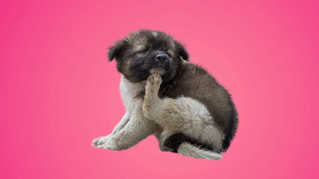 Mon chien se gratte remède de grand-mère : 10 solutions naturelles